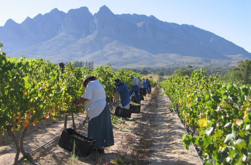 Neue Welt mit Tradition: Weinherkunft Südafrika