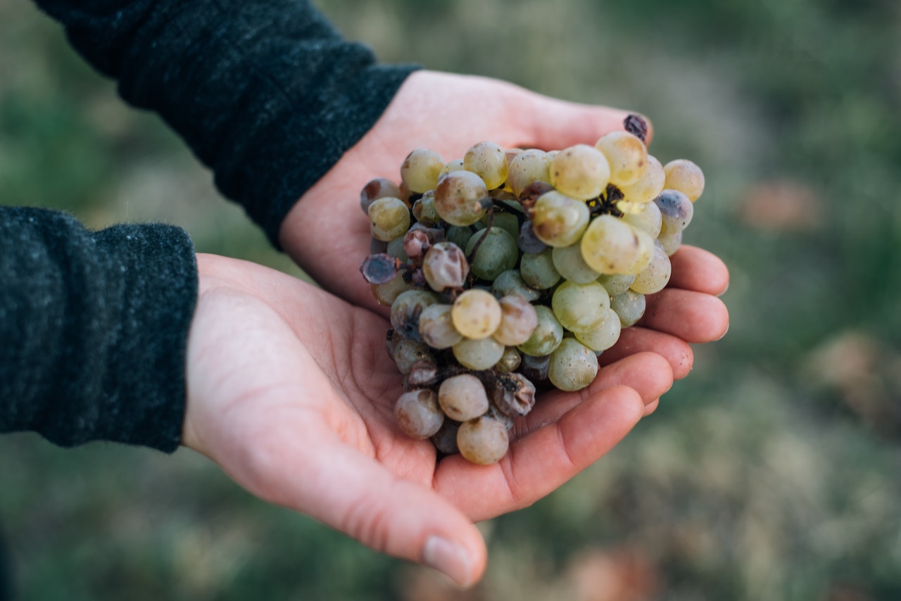 Weinwissen: Nachhaltiger Weinbau