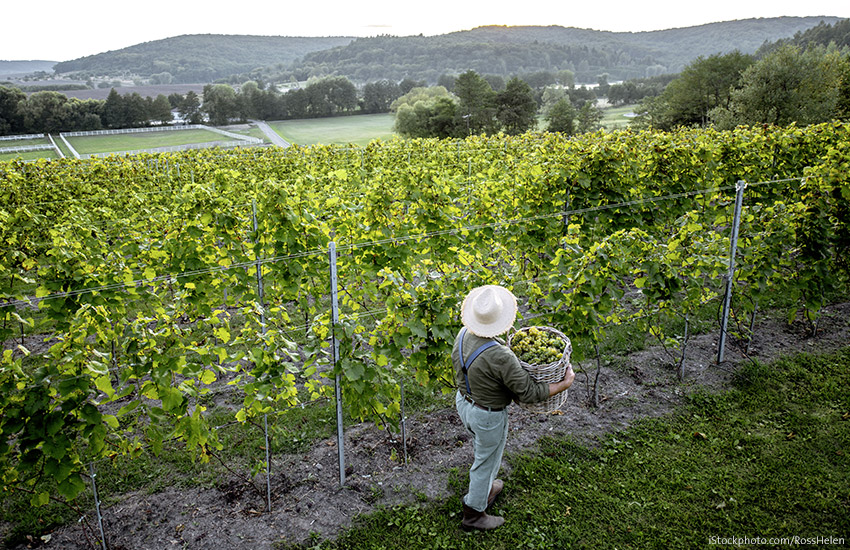 Natürlich gut: Nachhaltiger Weinbau wird immer wichtiger