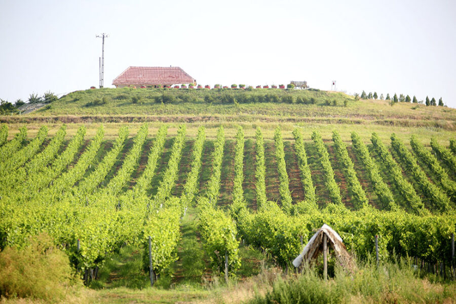 Moderne Weine aus Rumänien – verwöhnt von Sonne und Boden