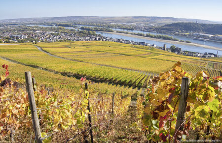 Auf den Spuren der Weinregion Rheinhessen